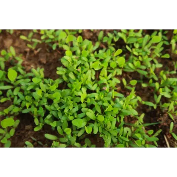 Dried Fenugreek Leaves